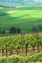 Image showing Green vineyards, Germany