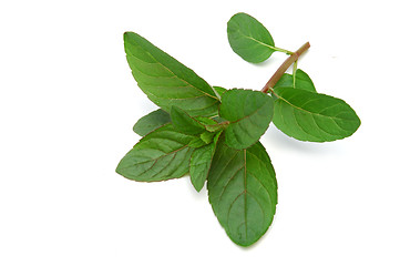 Image showing Mint