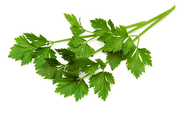 Image showing Lovage