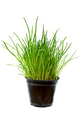 Image showing Chive