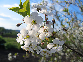 Image showing branch of a blossoming tree