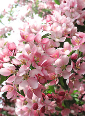 Image showing branch of a blossoming tree