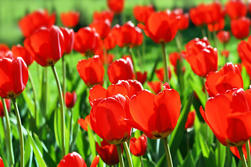 Image showing red tulips