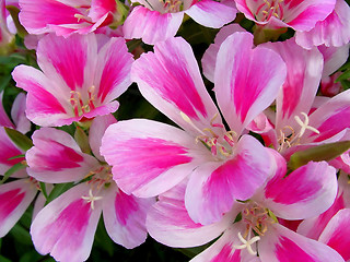 Image showing godetia flowers