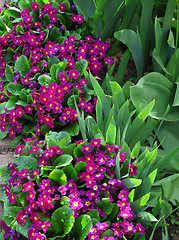 Image showing flowers of primroses