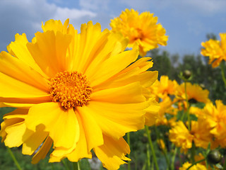 Image showing beautiful yellow flowers