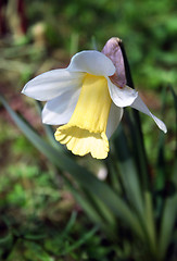 Image showing beautiful Daffodils (Narcissus)