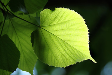 Image showing green leaf glowing in sunlight