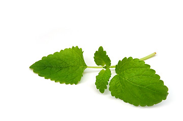 Image showing Balm-mint