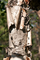 Image showing birch