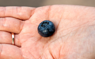 Image showing blueberries in the women's hands