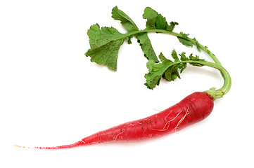 Image showing Radish