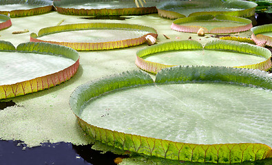 Image showing floating on the water lily