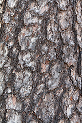 Image showing bark pine tree in the background