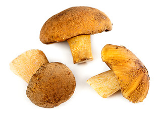 Image showing handful of mushrooms