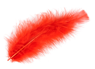 Image showing red feather of a bird