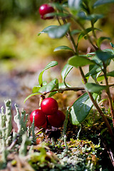 Image showing Lingonberries