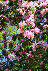 Image showing branch of a blossoming tree