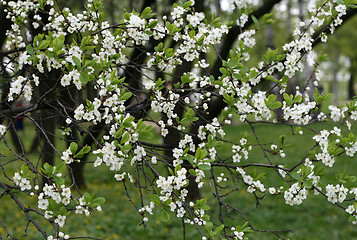 Image showing blossoming tree