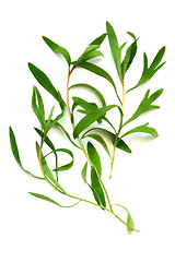 Image showing Tarragon