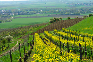 Image showing Spring fields and vineyards