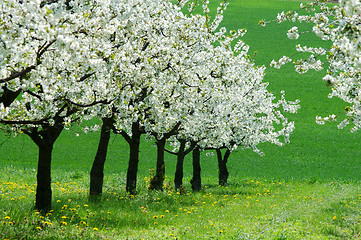 Image showing Cherry-trees