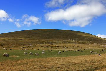 Image showing Herd of sheeps