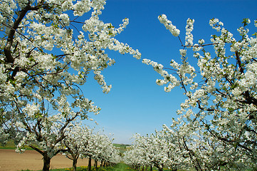 Image showing Cherry-trees