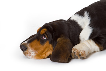 Image showing Cute basset puppy