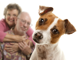 Image showing Portait of an Adorable Jack Russell Terrier