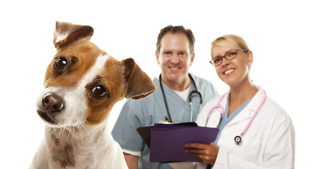 Image showing Jack Russell Terrier and Veterinarians Behind