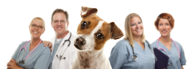 Image showing Jack Russell Terrier and Veterinarians Behind