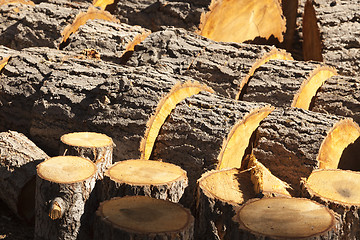 Image showing Abstract of Freshly Cut Pine Logs