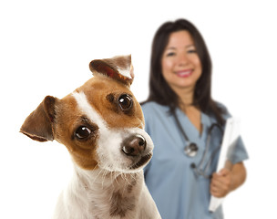 Image showing Jack Russell Terrier and Female Veterinarian Behind