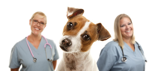 Image showing Jack Russell Terrier and Veterinarians Behind