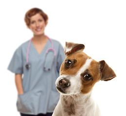 Image showing Jack Russell Terrier and Female Veterinarian Behind