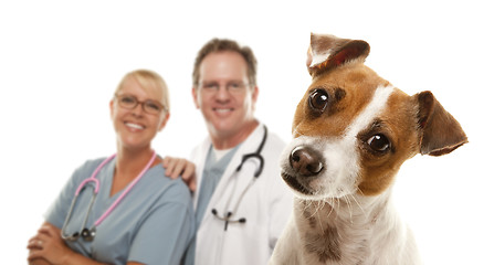 Image showing Jack Russell Terrier and Veterinarians Behind