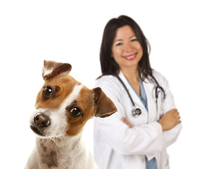 Image showing Jack Russell Terrier and Female Veterinarian Behind