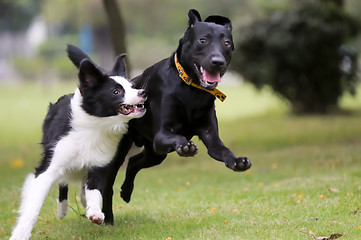 Image showing Dogs racing