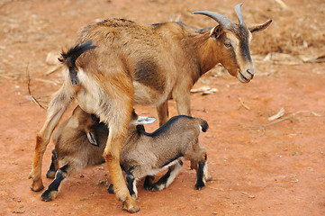 Image showing Goats feeding