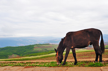 Image showing Donkey in field