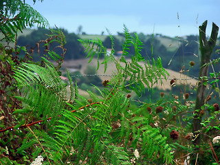Image showing horizon throug fern