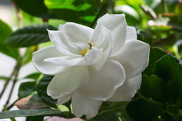 Image showing Flowering Gardenia
