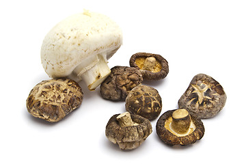 Image showing Dried and fresh mushroom