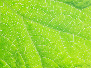 Image showing Cucumber leaf