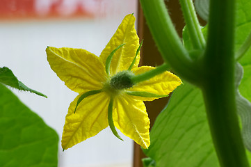 Image showing Blossom cucumber