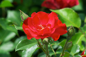 Image showing Red street roses