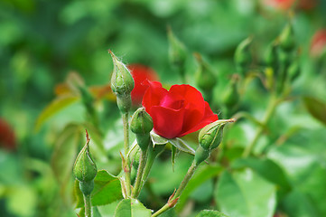 Image showing Red street roses