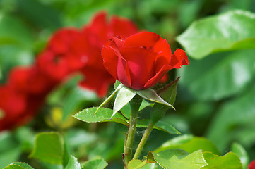 Image showing Red street roses