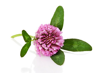 Image showing clover flower